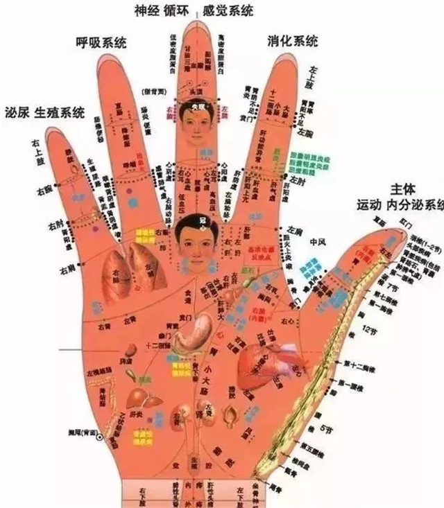 营养师分享的全息手掌脏腑反射图,指导长辈们通过搓手掌达到保健的